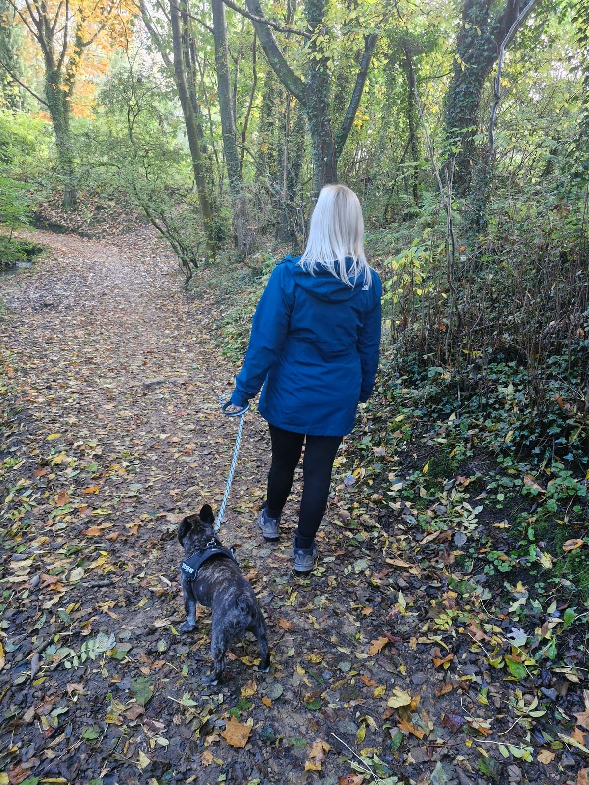 Sarah walking a brindle French bulldog on a lead along a leafy autumn woodland path