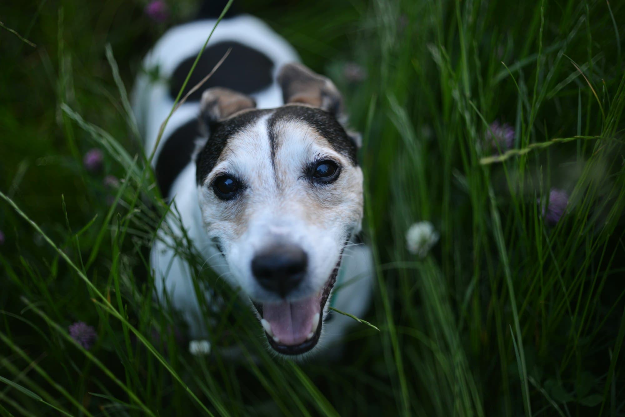 A happy Jack Russell terrier looking up from long grass and clover