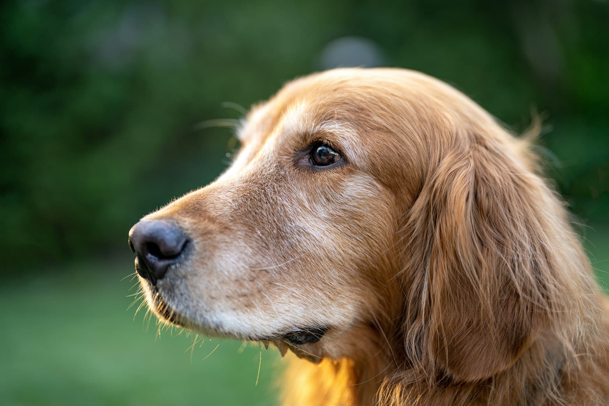 Close-up of an older golden retriever with a pale, greying muzzle