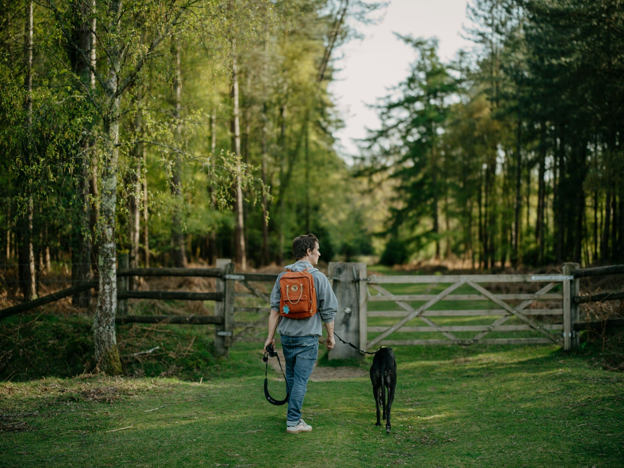 A man walks a black greyhound on a lead along a grassy woodland ride towards a wooden gate
