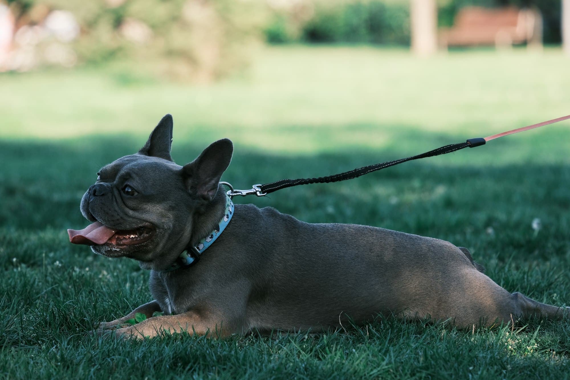 A French bulldog lying on shaded grass on a sunny day