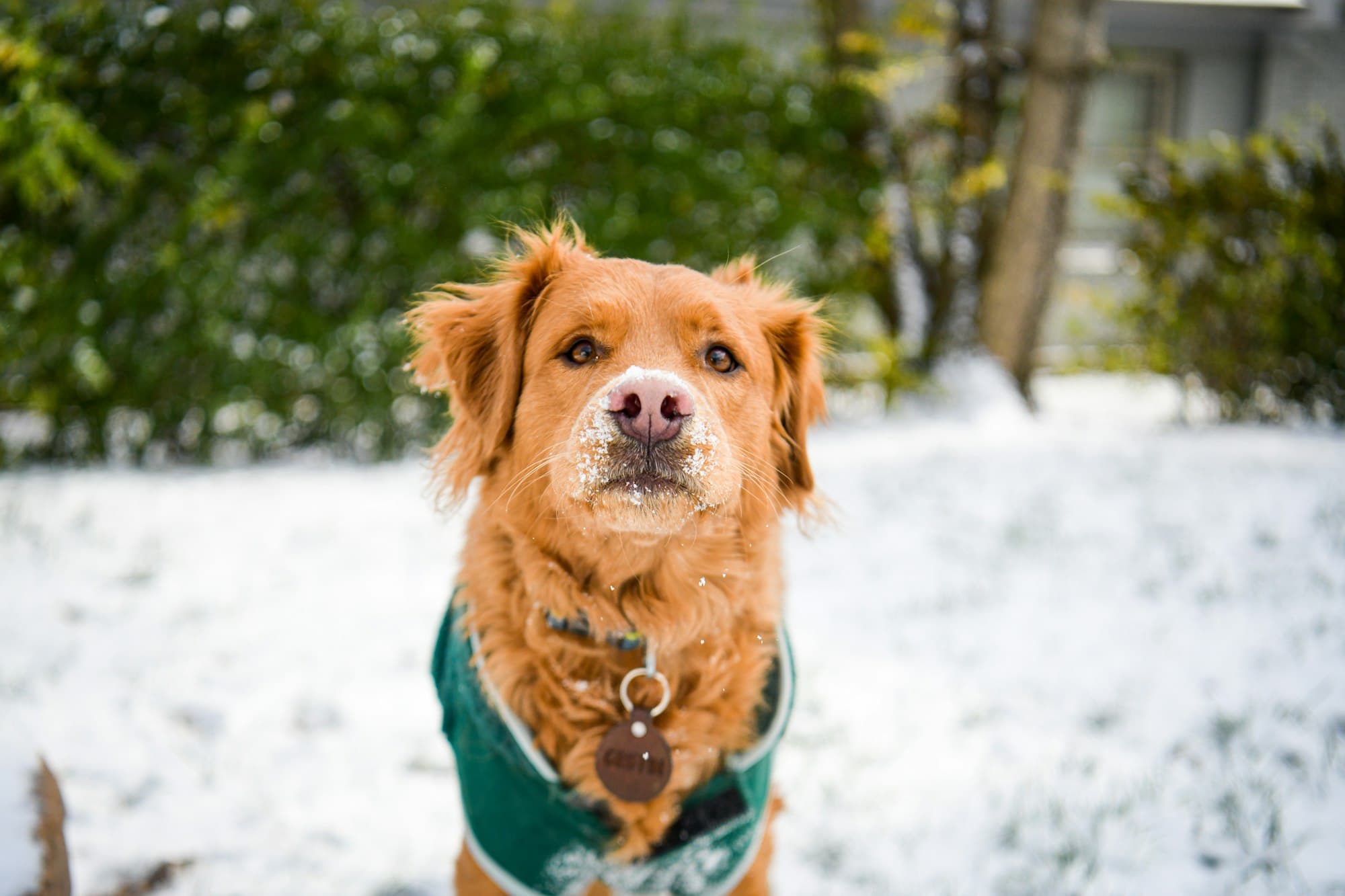 A dog in a green winter coat standing in the snow